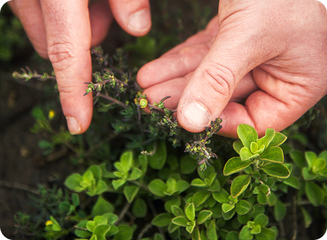 Hands pointing at endangered green shrubbery