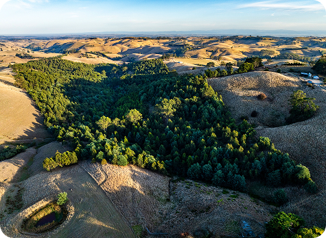 Aerial shot of trees within a valley