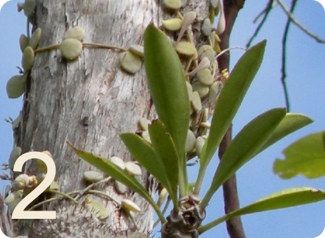 ImageWithFallback (6)