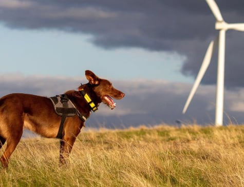 Bird & Bat Collision Assessment