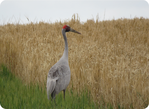Brolga in field