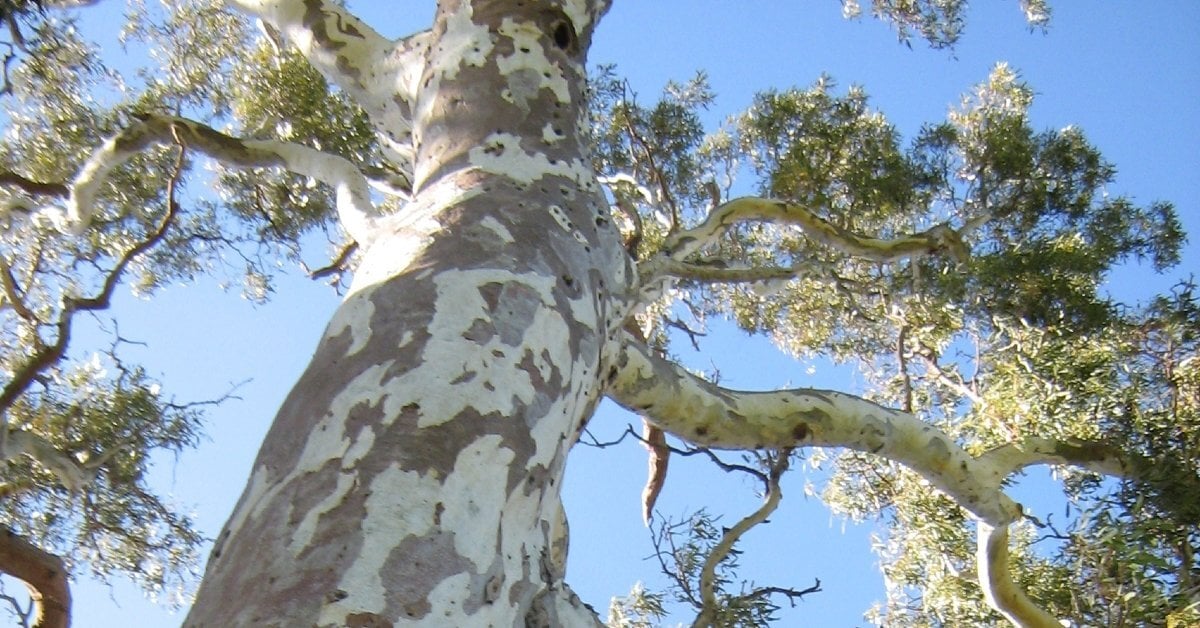 Clyde North Bushfire Hazard Management Plan