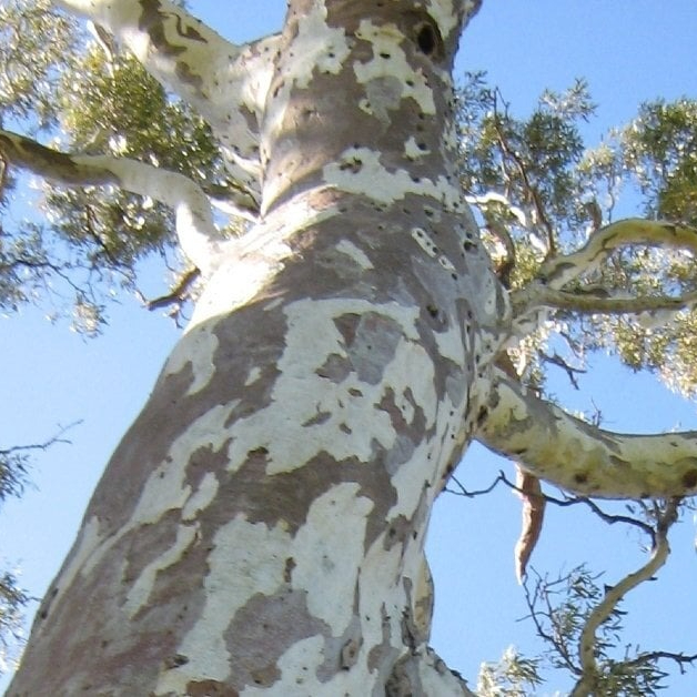 Clyde North Bushfire Hazard Management Plan