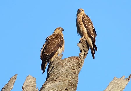 eagles-nsw-policy-case-study