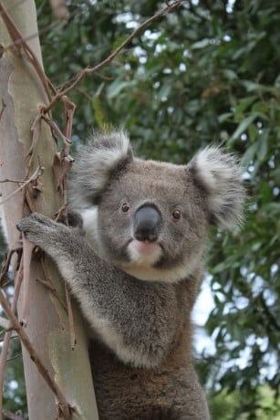 french-island-koalas