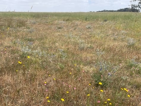 Grassland & Grassy Woodland Restoration