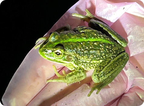 Growling grass frog in gloved hand