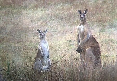 kangaroo-management