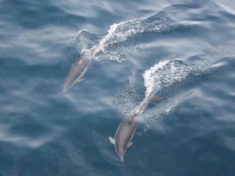 Marine Environmental Complexity