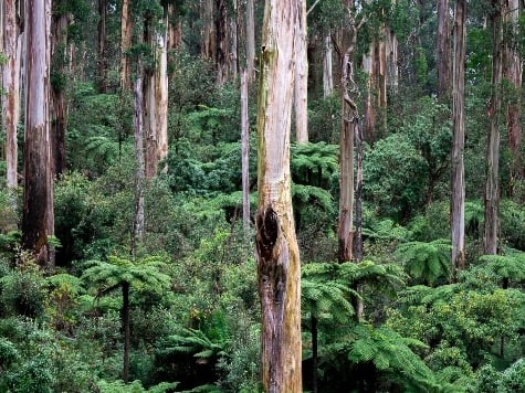 Nature Repair Market Opportunities