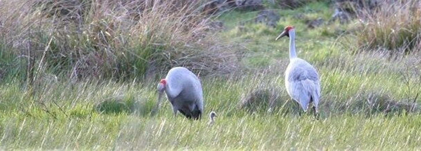Draft Victorian Brolga Assessment and Mitigation Standards for Wind Farms