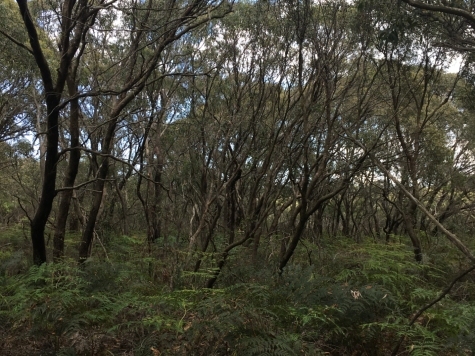 Offset Site Management