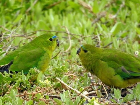 Orange bellied parrots on grass