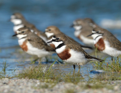 Plovers