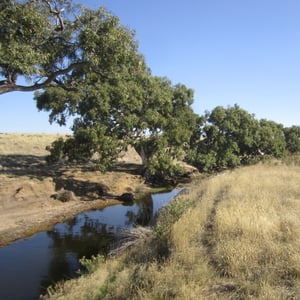 project-golden-plains