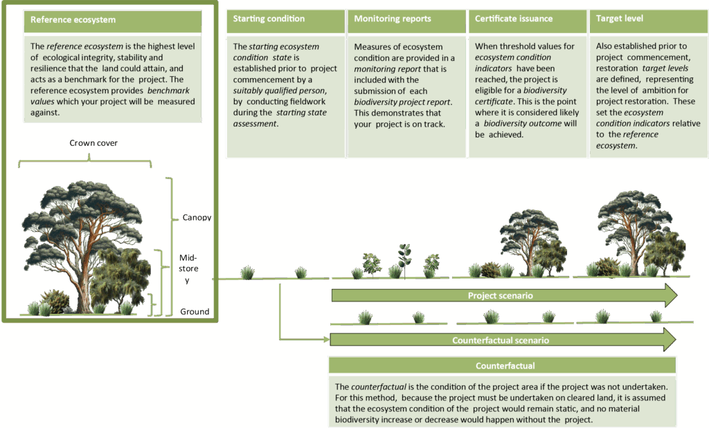 Nature Repair Market: A Brief Guide to Replanting Native Forest and ...