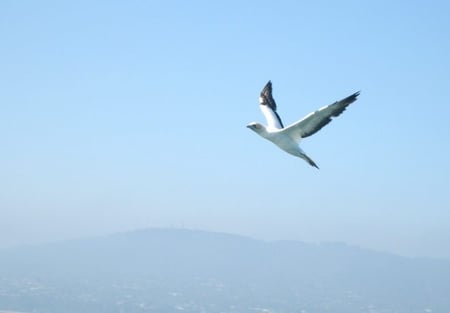 sea-gull-casey-green