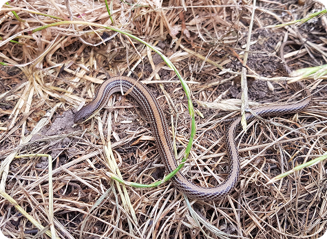 Striped legless lizard