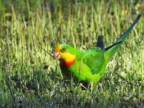 Superb parrot standing in grass