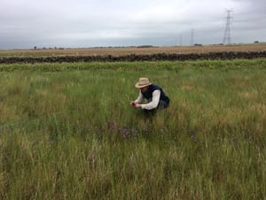 team-working-golden-plains