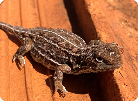 Victorian Grassland Earless Dragon
