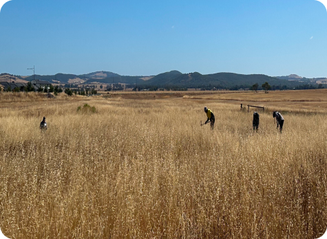 Victorian Grassland Earless Dragon