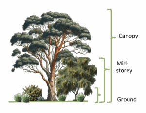 Diagram of Canopy, Mid-storey Ground Cover