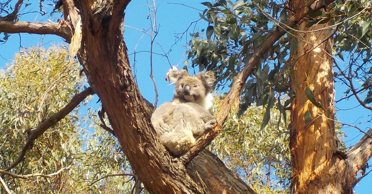 French Island Offset Site