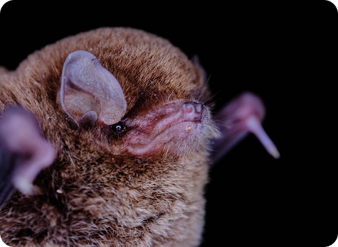 Southern Bent-Wing Bats