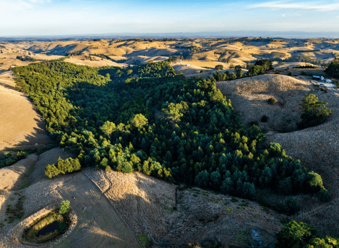 greenfleet_forest