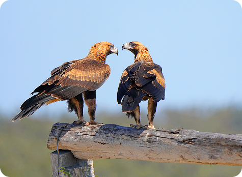 Wedge tailed eagles standing on timber