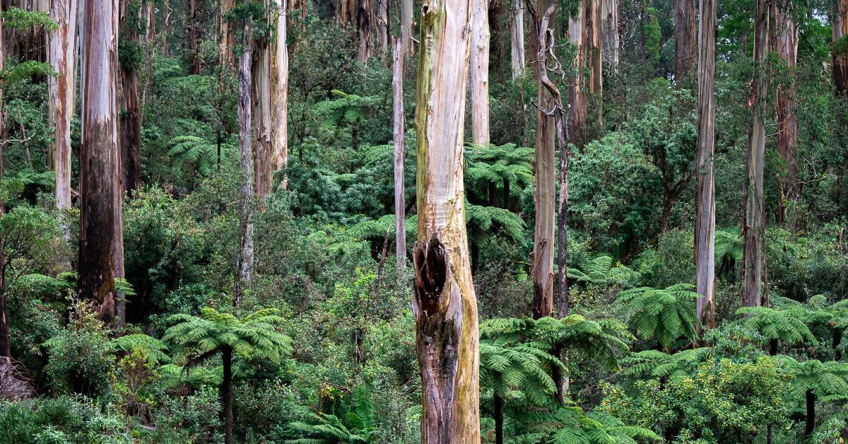 What is the Nature Repair Market?