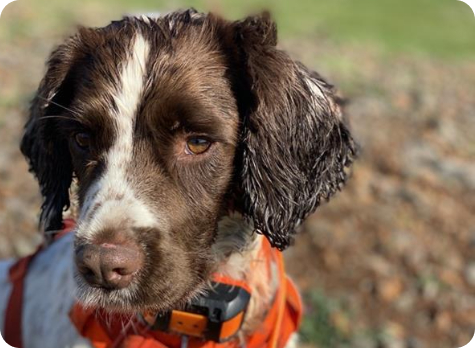 Banjo Springer Spaniel