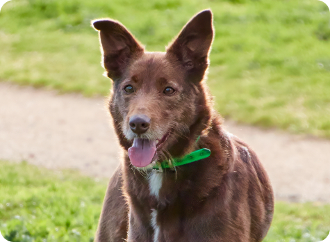 Gir Red Kelpie X Wolfhound