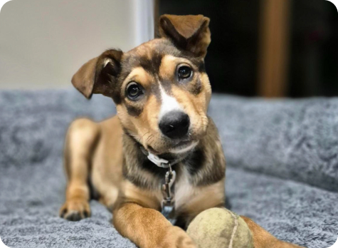Hawk Kelpie X Border Collie