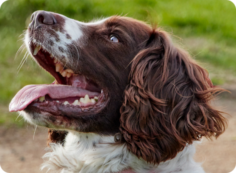 Kitty Springer Spaniel