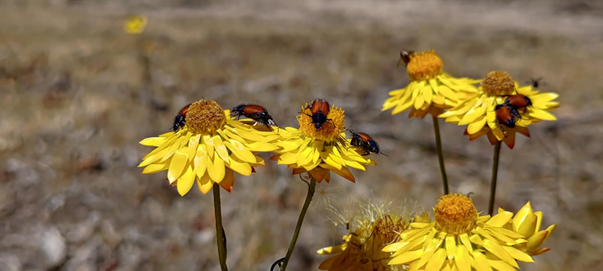 Indigenous Pollinator Design: A Nature Positive Strategy for Property Developers