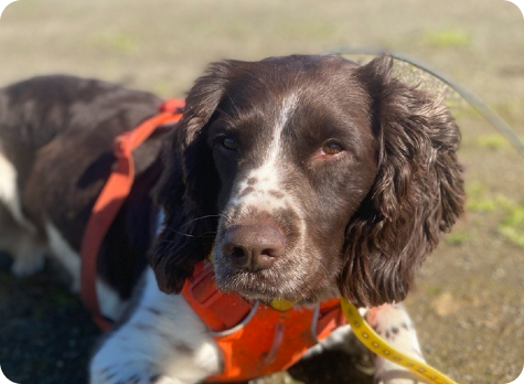 Cashew Springer Spaniel