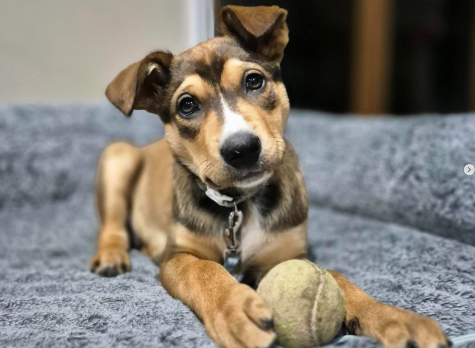 Hawk Kelpie X Border Collie