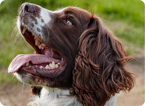 Springer Spaniel