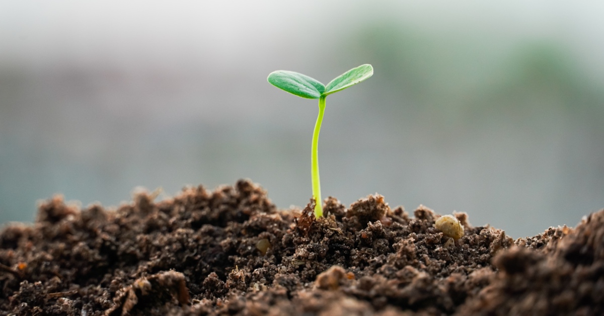 Nature Repair Market: A Brief Guide to Replanting Native Forest and Woodland Ecosystems Method