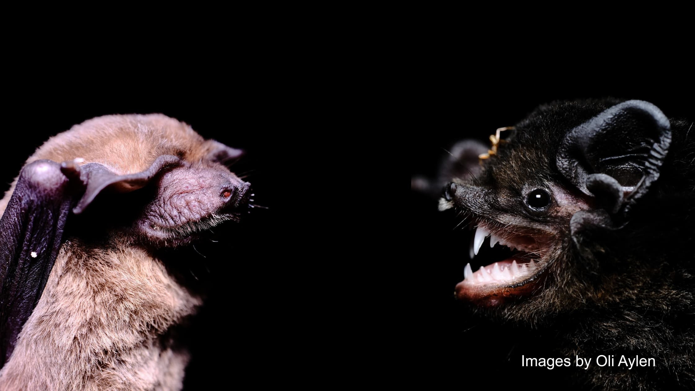 Bat Call Analysis in Action: Supporting Infrastructure, Conservation and Compliance