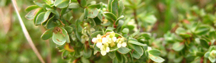 Nature Advisory - Case Study - Keystone Tarneit