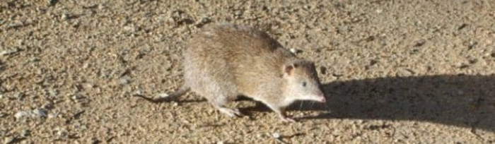 Nature Advisory - Case Study - Garfield Bandicoot