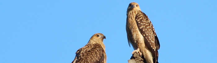 Nature Advisory - Case Study - NSW Policy