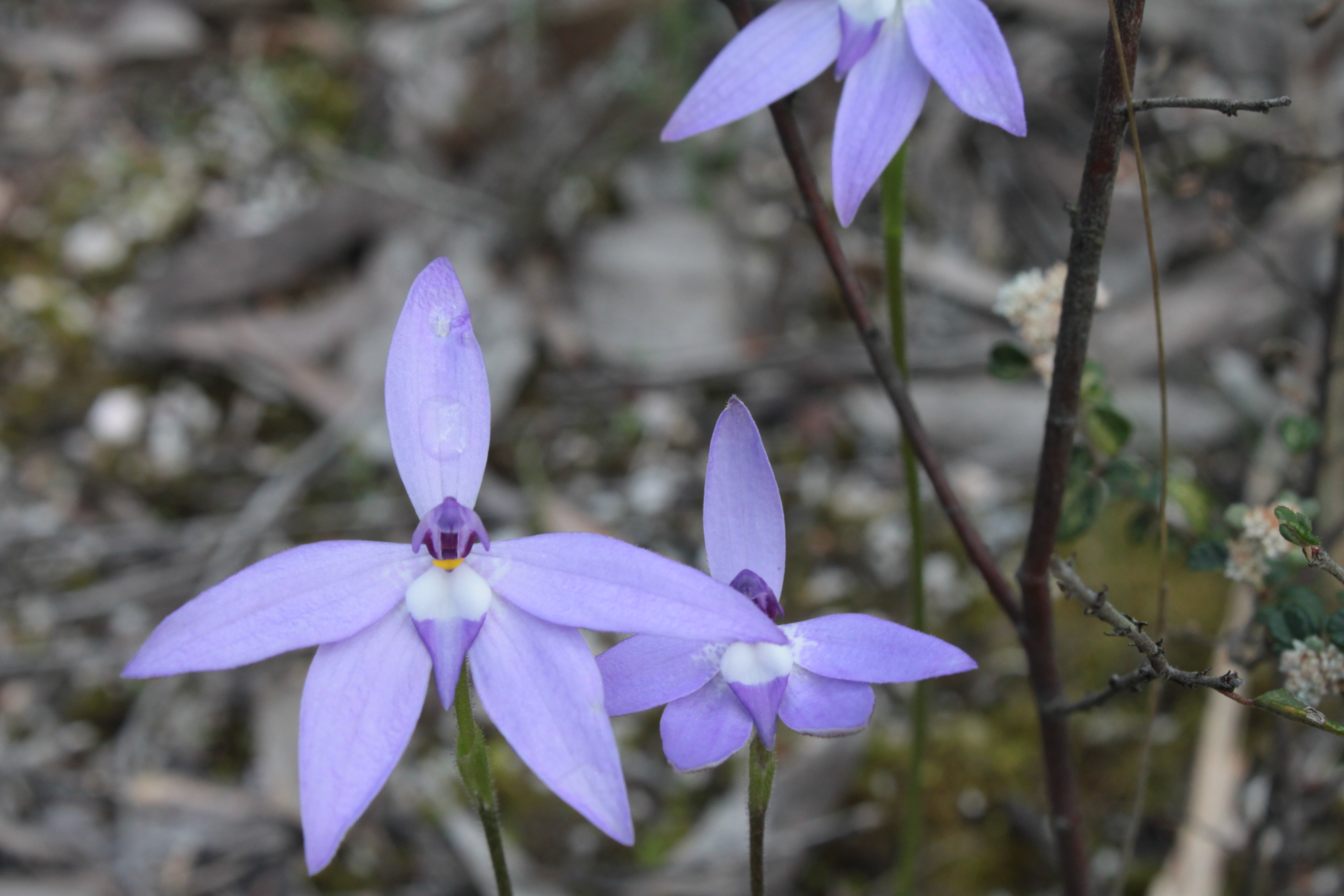 Rossiter Park: 145 Rossiter Road
