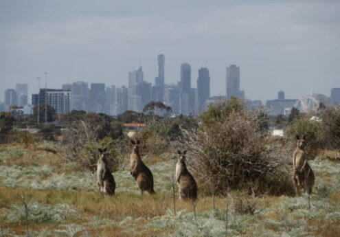 IMG_3239 Roos with city views