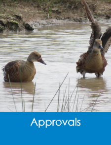 Nature Advisory provides ecological consulting services including Approvals