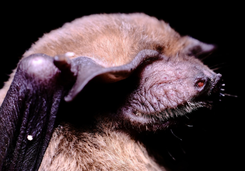 Bat Call Analysis 01