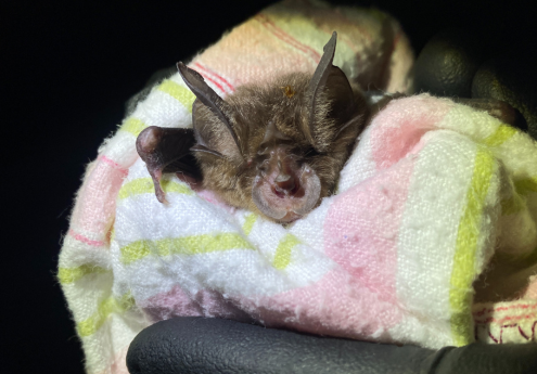 Bat Call Analysis 02